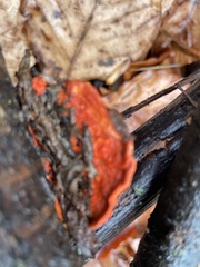 Trametes cinnabarina