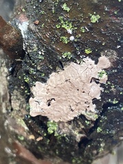 Corticium roseum