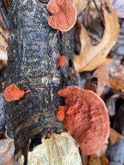 Trametes cinnabarina