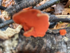 Trametes cinnabarina