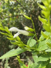 Salvia madrigalii