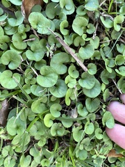 Dichondra carolinensis