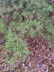 Pinus virginiana
