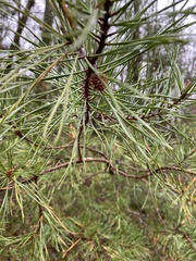 Pinus virginiana