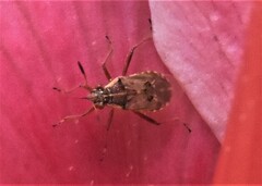 Liorhyssus