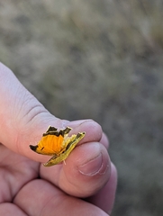 Mellilla xanthometata