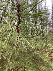 Pinus virginiana