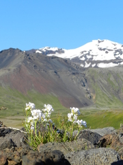 Cardamine polemonioides