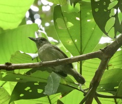 Thamnophilus murinus