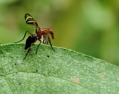 Tritoxa incurva
