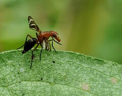 Tritoxa incurva