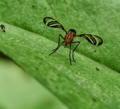 Tritoxa incurva