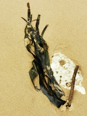 Ecklonia