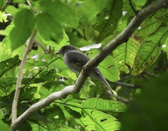 Lipaugus vociferans