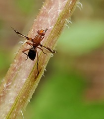Tritoxa incurva