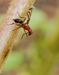 Tritoxa incurva