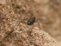 Enoplognatha