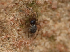 Enoplognatha
