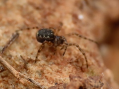 Enoplognatha