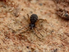 Enoplognatha
