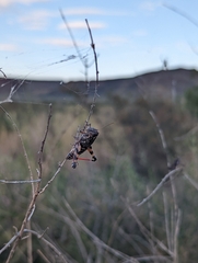 Agroecotettix modestus