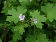 Geranium rotundifolium