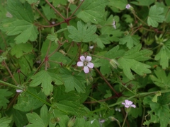Geranium rotundifolium