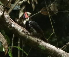 Campephilus melanoleucos