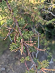 Mimosa aculeaticarpa