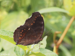 Junonia hedonia ida