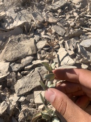 Penstemon mucronatus