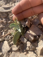 Penstemon mucronatus