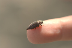 Dicerca tenebrica