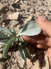 Penstemon mucronatus