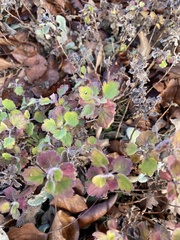 Brickellia californica