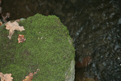 Rhynchostegium riparioides