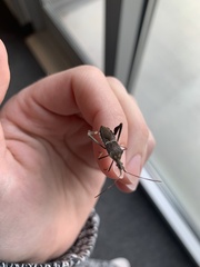 Coreoidea