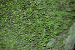 Rhynchostegium riparioides