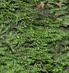 Rhynchostegium riparioides