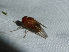 Ormia