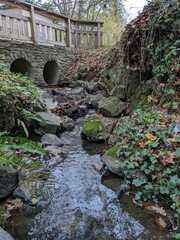 Rhynchostegium riparioides