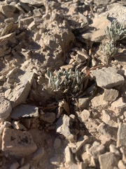 Physaria congesta