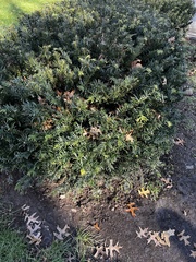 Pinus mugo
