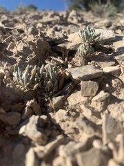 Physaria congesta