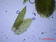 Rhynchostegium riparioides