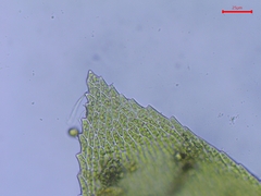 Rhynchostegium riparioides