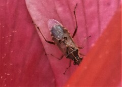 Liorhyssus