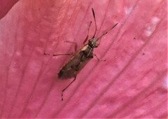 Liorhyssus