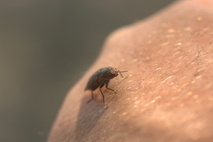 Dicerca tenebrica