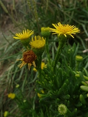 Limbarda crithmoides